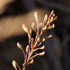 Unidentified Other Shrub at Gundaroo, NSW - 25 Jan 2025 by ConBoekel