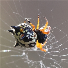 Austracantha minax (Christmas Spider, Jewel Spider) at Gundaroo, NSW - 25 Jan 2025 by ConBoekel