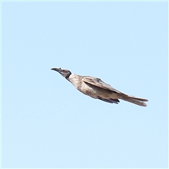 Philemon corniculatus (Noisy Friarbird) at Gundaroo, NSW - 26 Jan 2025 by ConBoekel