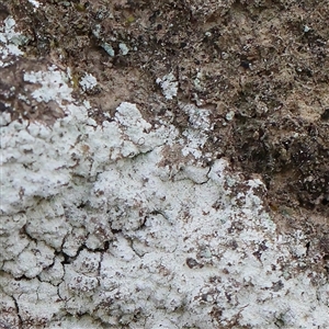 Unidentified Lichen at Gundaroo, NSW by ConBoekel