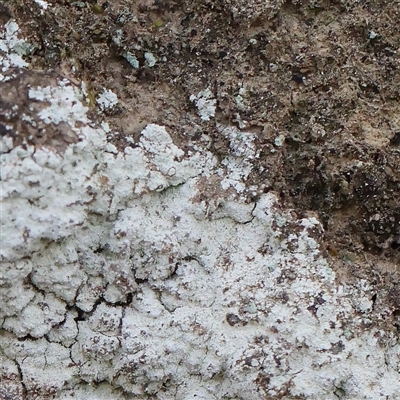 Unidentified Lichen at Gundaroo, NSW - 26 Jan 2025 by ConBoekel