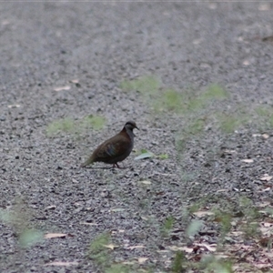 Phaps elegans at Turtons Creek, VIC - 26 Jan 2025 08:46 AM