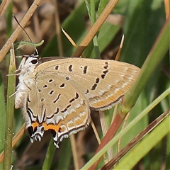 Jalmenus ictinus (Stencilled Hairstreak) at Gundaroo, NSW - 26 Jan 2025 by ConBoekel