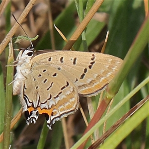 Jalmenus ictinus (Stencilled Hairstreak) at Gundaroo, NSW by ConBoekel