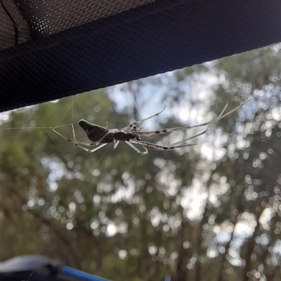 Tetragnatha sp. (genus) (Long-jawed spider) at Murray Gorge, NSW - 26 Jan 2025 by VanceLawrence