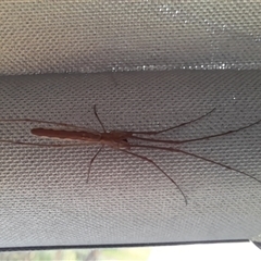 Tetragnatha sp. (genus) (Long-jawed spider) at Murray Gorge, NSW - 27 Jan 2025 by VanceLawrence