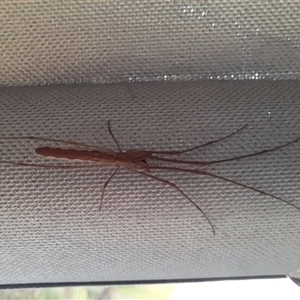 Tetragnatha sp. (genus) (Long-jawed spider) at Murray Gorge, NSW by VanceLawrence