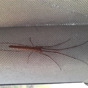 Tetragnatha sp. (genus) at Murray Gorge, NSW - 27 Jan 2025 07:57 AM