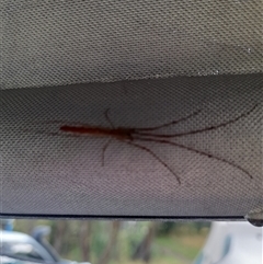 Tetragnatha sp. (genus) at Murray Gorge, NSW - 27 Jan 2025 07:57 AM