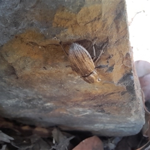 Naupactus leucoloma (White-fringed weevil) at Murray Gorge, NSW by VanceLawrence