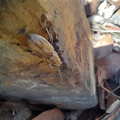 Naupactus leucoloma at Murray Gorge, NSW - 26 Jan 2025 11:22 AM