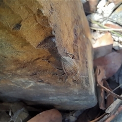 Naupactus leucoloma at Murray Gorge, NSW - 26 Jan 2025 11:22 AM