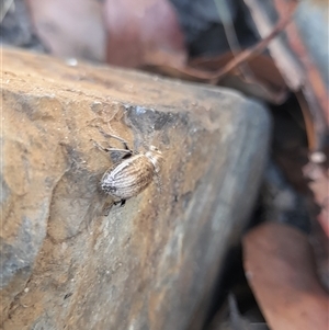 Naupactus leucoloma at Murray Gorge, NSW - 26 Jan 2025 11:22 AM