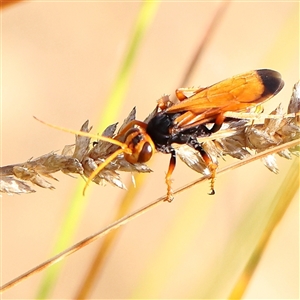 Cryptocheilus sp. (genus) (Spider wasp) at Gundaroo, NSW by ConBoekel