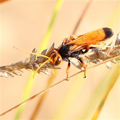 Cryptocheilus sp. (genus) (Spider wasp) at Gundaroo, NSW - 26 Jan 2025 by ConBoekel