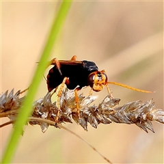 Cryptocheilus sp. (genus) at Gundaroo, NSW - 26 Jan 2025 09:21 AM