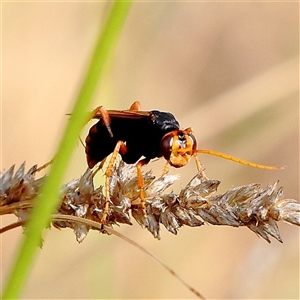 Cryptocheilus sp. (genus) at Gundaroo, NSW - 26 Jan 2025 09:21 AM