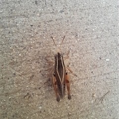 Phaulacridium vittatum (Wingless Grasshopper) at Murray Gorge, NSW - 26 Jan 2025 by VanceLawrence