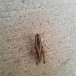 Unidentified Grasshopper (several families) at Murray Gorge, NSW by VanceLawrence