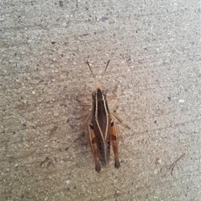 Phaulacridium vittatum (Wingless Grasshopper) at Murray Gorge, NSW - 26 Jan 2025 by VanceLawrence