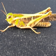 Gastrimargus musicus (Yellow-winged Locust or Grasshopper) at Murray Gorge, NSW - 26 Jan 2025 by VanceLawrence