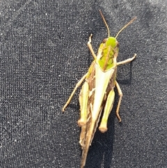 Gastrimargus musicus at Murray Gorge, NSW - 27 Jan 2025 10:09 AM