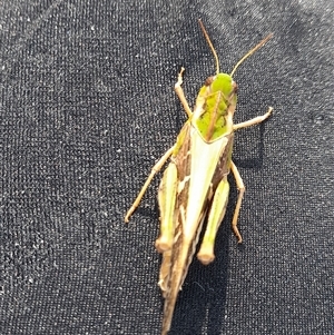 Gastrimargus musicus at Murray Gorge, NSW - 27 Jan 2025 10:09 AM