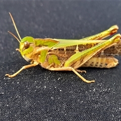 Gastrimargus musicus at Murray Gorge, NSW - 27 Jan 2025 10:09 AM