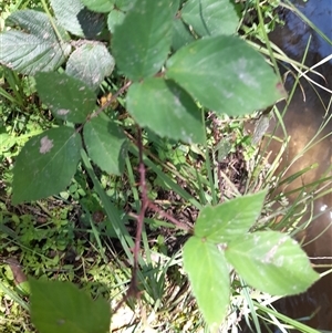 Rubus anglocandicans at Murray Gorge, NSW - 26 Jan 2025 01:57 PM