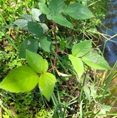 Rubus anglocandicans at Murray Gorge, NSW - 26 Jan 2025 01:57 PM