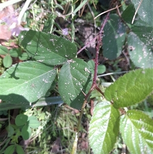 Rubus anglocandicans at Murray Gorge, NSW - 26 Jan 2025 01:57 PM