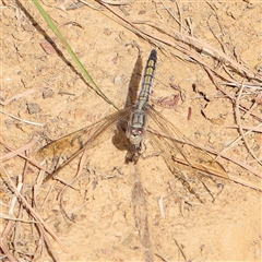 Orthetrum caledonicum (Blue Skimmer) at Gundaroo, NSW - 25 Jan 2025 by ConBoekel