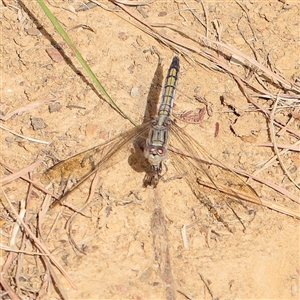 Orthetrum caledonicum (Blue Skimmer) at Gundaroo, NSW by ConBoekel