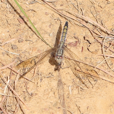 Orthetrum caledonicum (Blue Skimmer) at Gundaroo, NSW - 25 Jan 2025 by ConBoekel