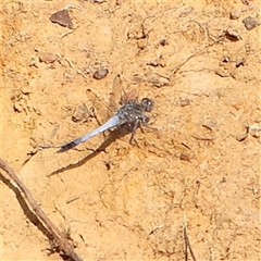 Orthetrum caledonicum (Blue Skimmer) at Gundaroo, NSW - 25 Jan 2025 by ConBoekel