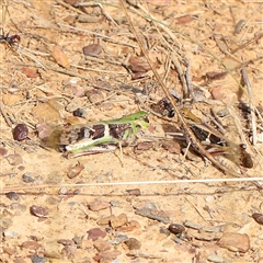 Gastrimargus musicus (Yellow-winged Locust or Grasshopper) at Gundaroo, NSW - 26 Jan 2025 by ConBoekel