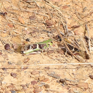 Gastrimargus musicus at Gundaroo, NSW - 26 Jan 2025 09:28 AM