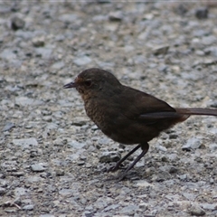 Pycnoptilus floccosus (Pilotbird) at Turtons Creek, VIC - 26 Jan 2025 by StuartInchley