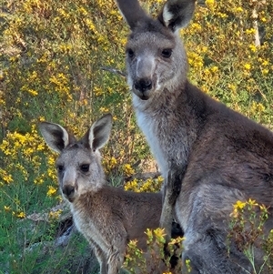 Macropus giganteus at Denman Prospect, ACT - 27 Jan 2025 07:31 PM