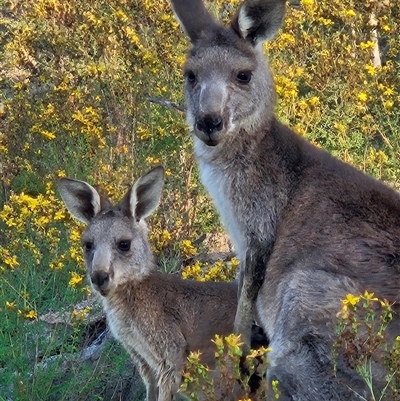 Macropus giganteus (Eastern Grey Kangaroo) at Denman Prospect, ACT - 27 Jan 2025 by AaronClausen