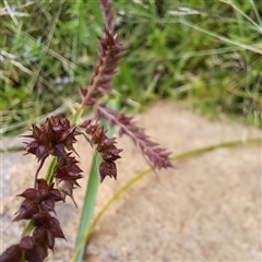 Echinochloa crus-galli (Barnyard Grass) at Watson, ACT - 26 Jan 2025 by abread111