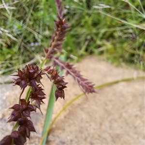 Echinochloa crus-galli at Watson, ACT - 27 Jan 2025 10:08 AM