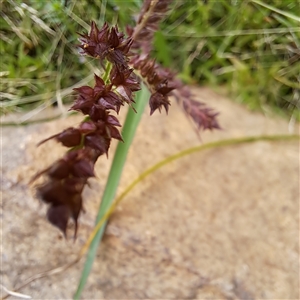 Echinochloa crus-galli at Watson, ACT - 27 Jan 2025 10:08 AM