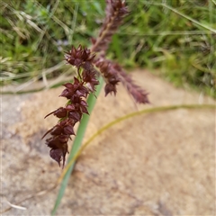 Echinochloa crus-galli at Watson, ACT - 27 Jan 2025 10:08 AM