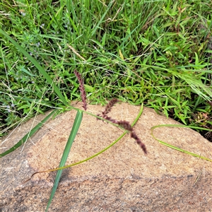 Echinochloa crus-galli at Watson, ACT - 27 Jan 2025 10:08 AM