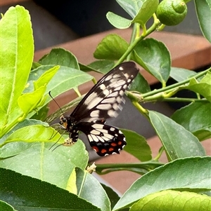 Papilio anactus (Dainty Swallowtail) at Weetangera, ACT by SarahE