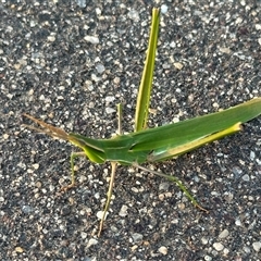 Acrida conica (Giant green slantface) at Gungahlin, ACT - 27 Jan 2025 by TimYiu