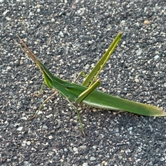 Acrida conica at Gungahlin, ACT - 27 Jan 2025 07:54 PM