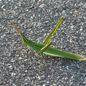 Acrida conica at Gungahlin, ACT - 27 Jan 2025 07:54 PM