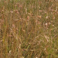 Themeda triandra (Kangaroo Grass) at Wallaroo, NSW - 22 Jan 2025 by pinnaCLE